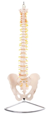 spinal column